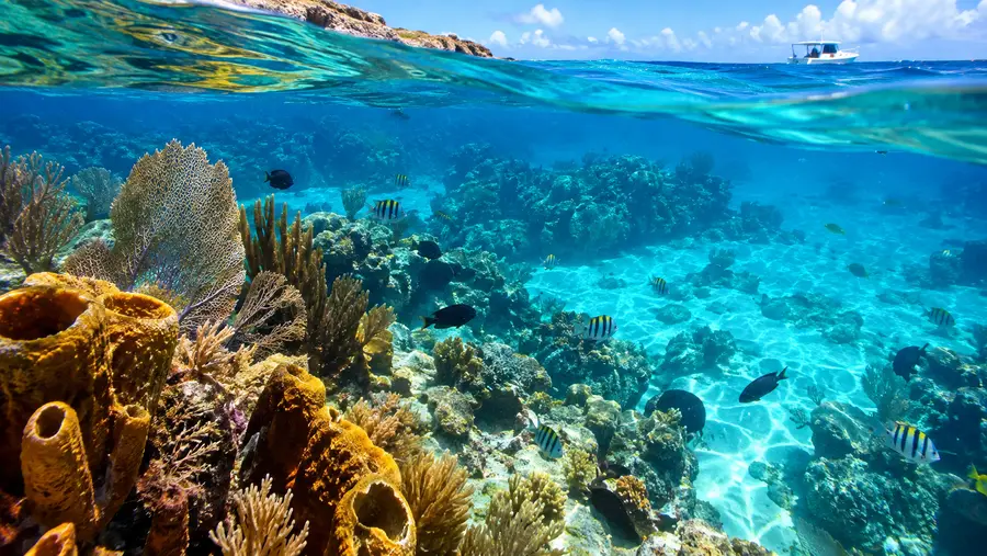 Is Palancar Reef Open? Closures, Rest Periods & Conservation Rules