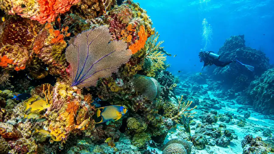 Palancar Gardens & Horseshoe: Cozumel Dive Site Overview