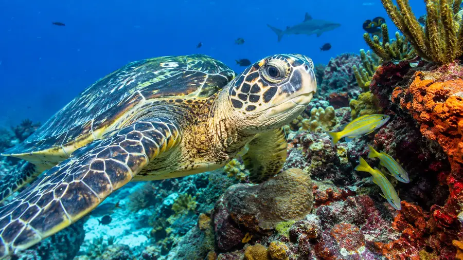 Palancar Reef Marine Life: Fish, Sea Turtles & Reef Sharks