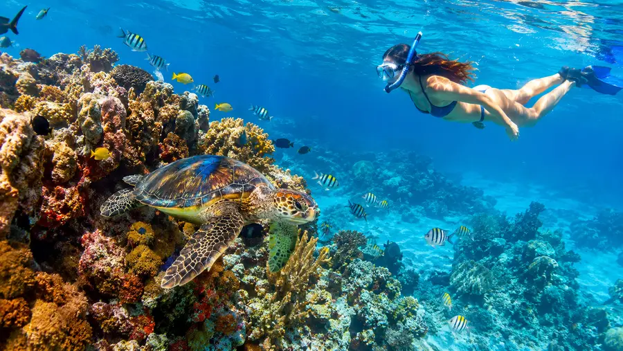 Palancar Reef Snorkeling Guide: Tours, Costs & What to Expect